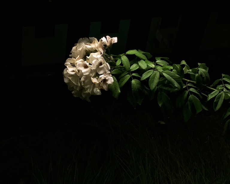 3156 - Reach for the Light