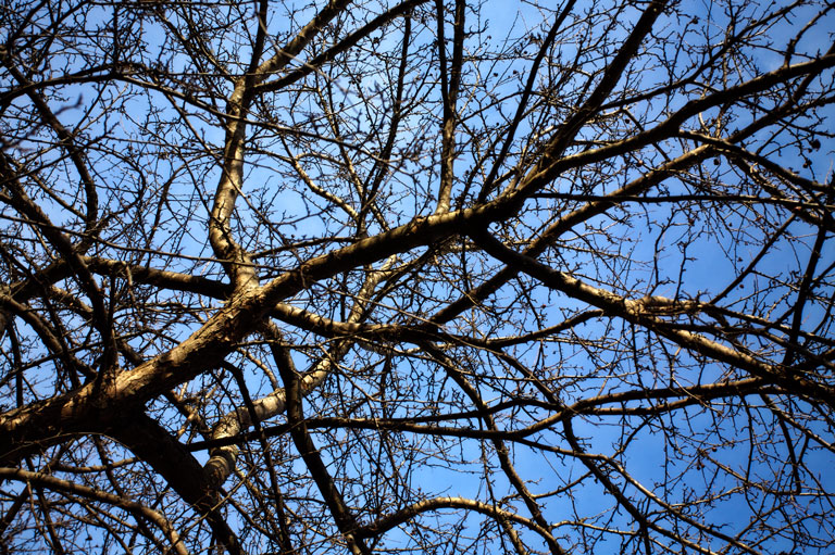 885 - Organic Complexities