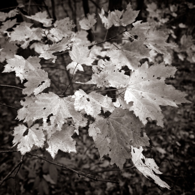 1145 - Array of Decay