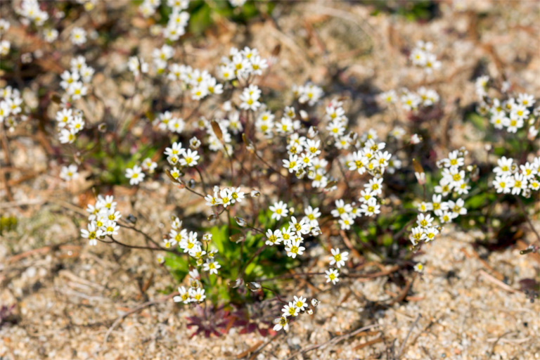 230 - Flowers in the Sand