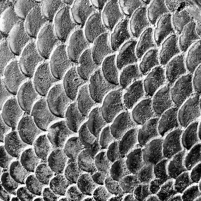 2906 - Scaled Patina