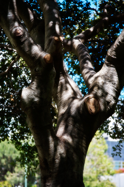 1038 - Shaded Repast