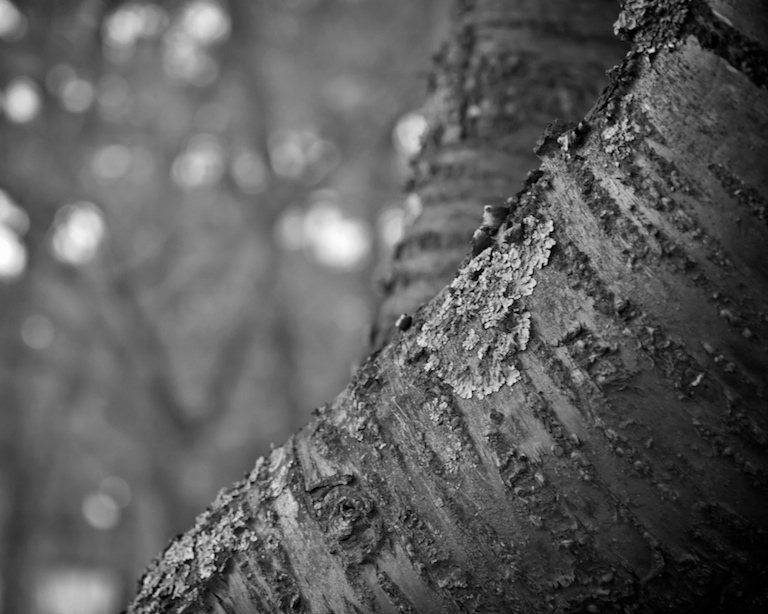 1211 - Ash, Lichens, Winter