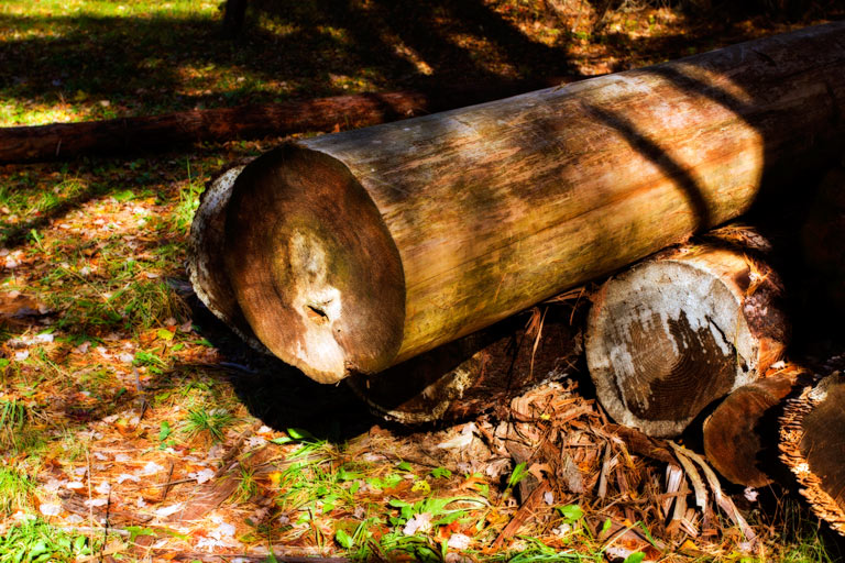 414 - Slept Like a Log