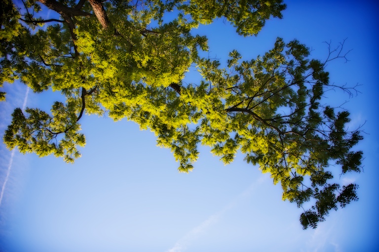 1450 - Summer's Green