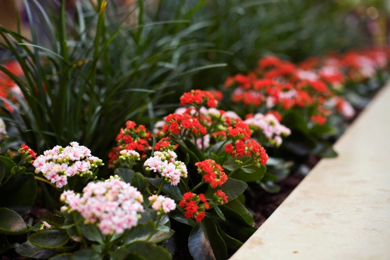 509 - Small Suggestions of Spring