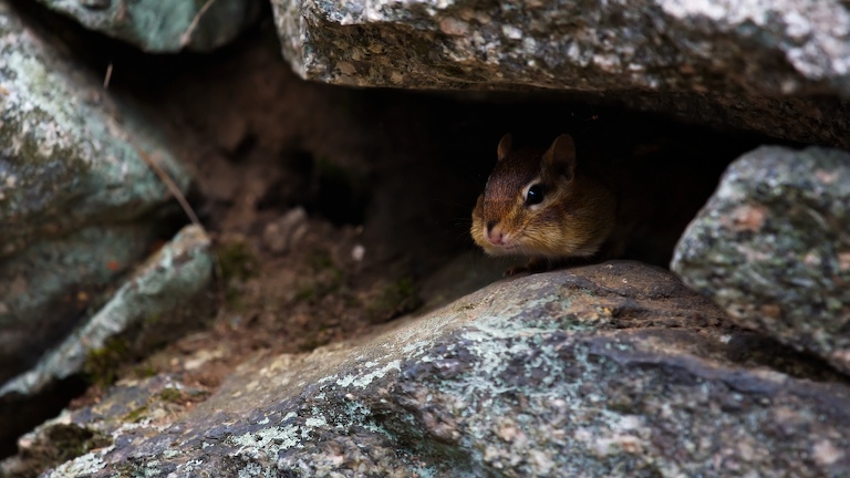 1108 - Sneaky Cheeky