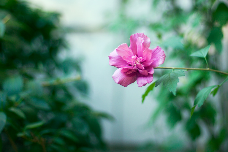 343 - Solitary Expression