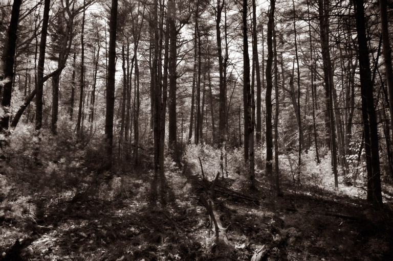 935 - Spring Silence