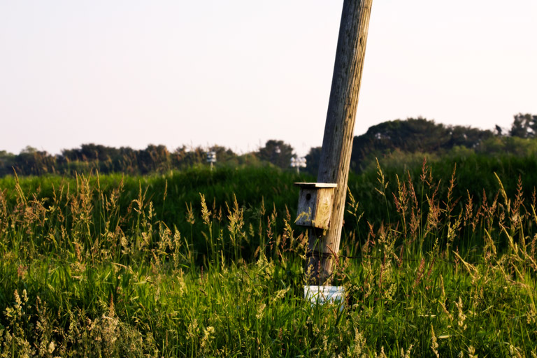 638 - Supervisor of the Frogs