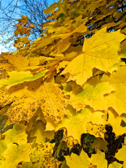 3144 - Seasonal Descent