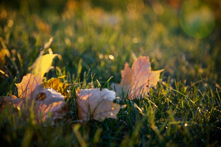 1143 - Season's Twilight