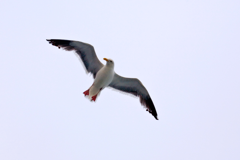 665 - Suspended Surveyor