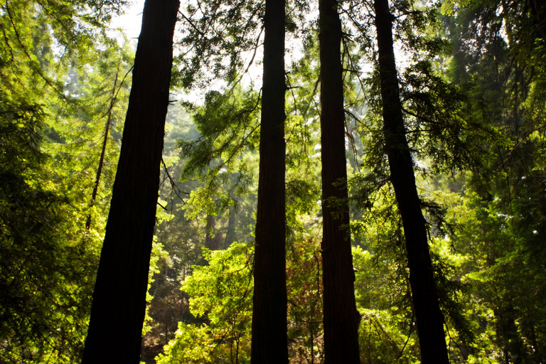 649 - Standing Sentinels