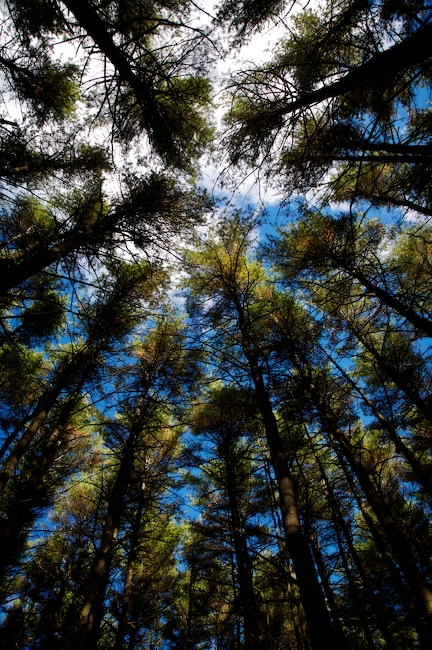 1125 - Standing Tall