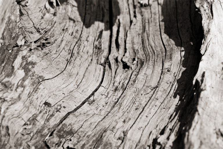 221 - Old Stump River