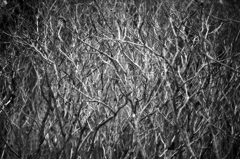 931 - Sumachaos
