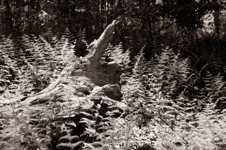 613 - The Fallen and the Ferns
