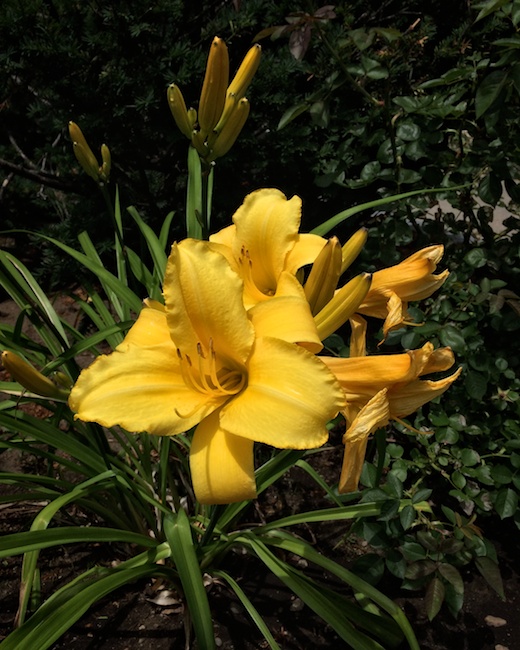 3111 - The Glow of Life