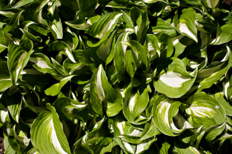 1330 - The Joy of Green