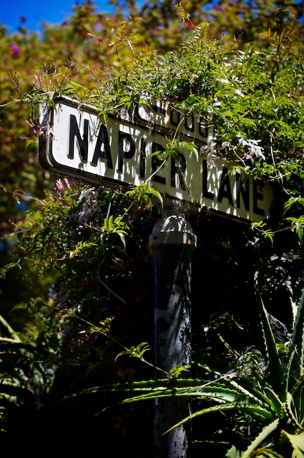 1081 - The Nature Near Napier