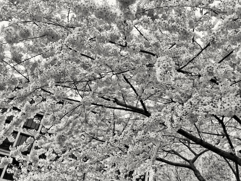 2913 - The Solace of Blossoms