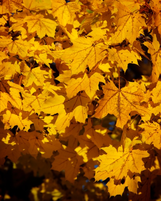 1164 - These Leaves Are Gone Now