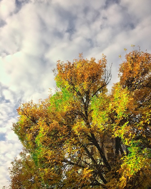 3137 - Autumnal Fire