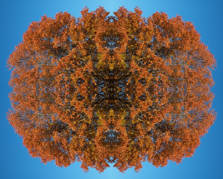 1135 - Autumnal Entity