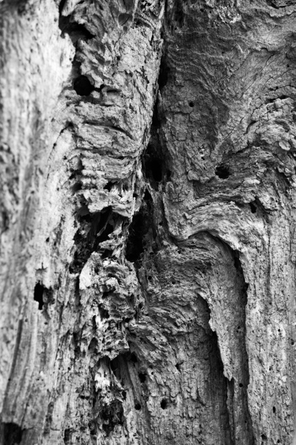930 - Traces of Treebeard