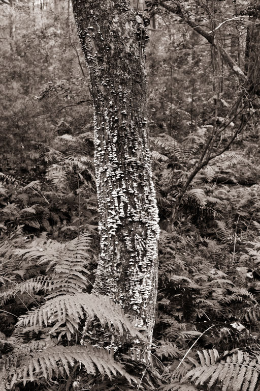 725 - Treeside Tribe