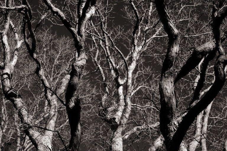 837 - A Tree Town Meeting