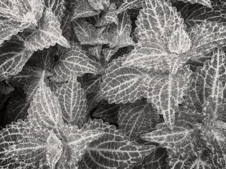 2955 - Tessellation Rumination