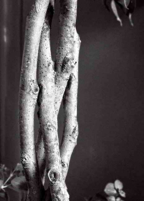 3096 - Twisted Trunks