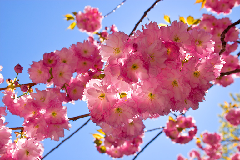 231 - Beneath the Blossoms