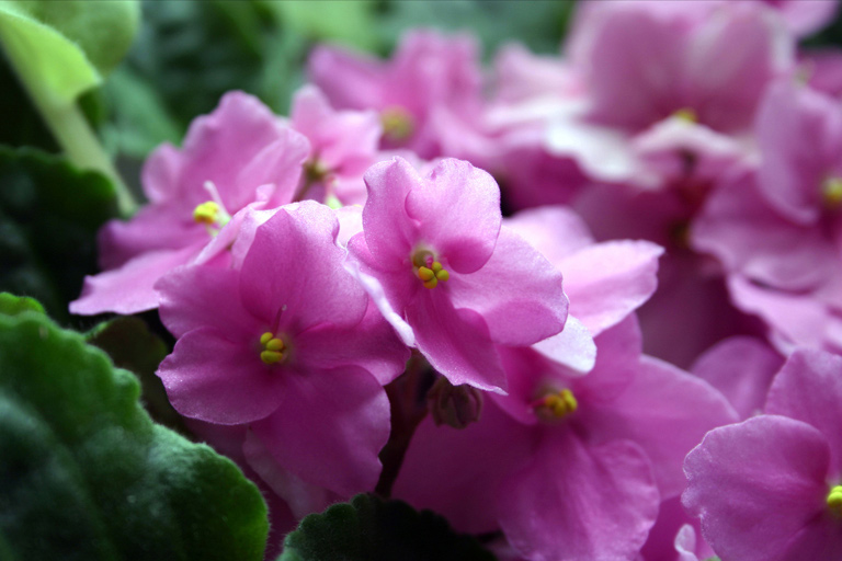2 - African Violets