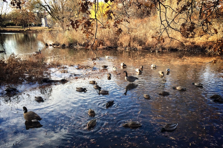 3055 - Avian Congregation