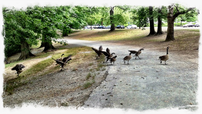 2952 - Avian Promenade