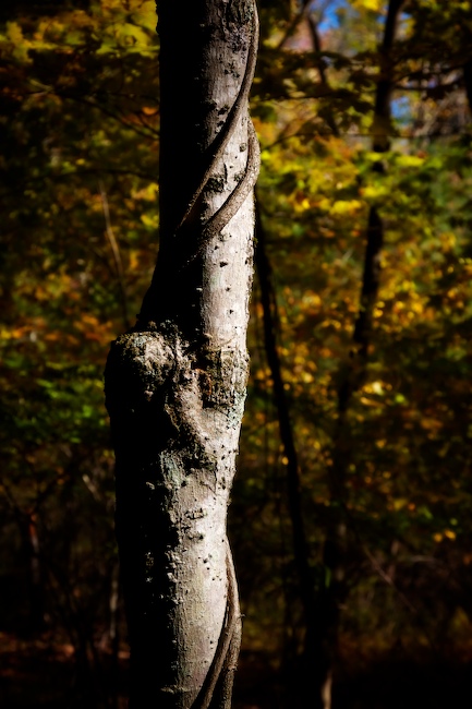 1123 - Woodland Winding