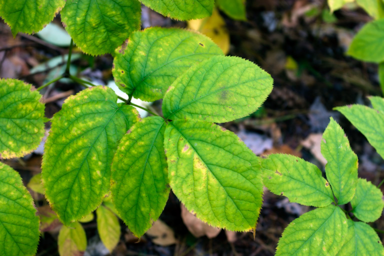 394 - Well On the Way