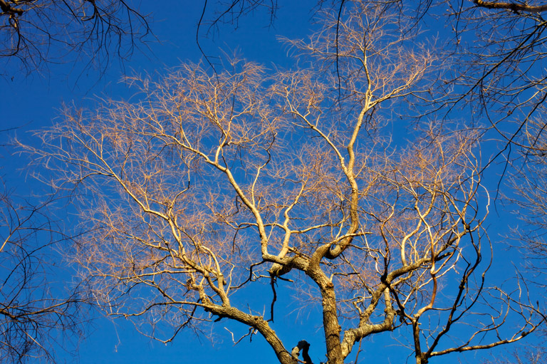 892 - Willow Top Glow