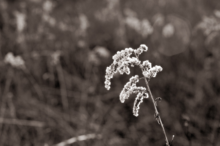 893 - Wilted and Waiting