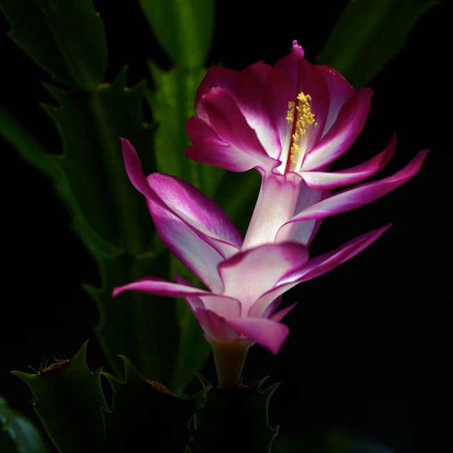 1186 - A Winter's Bloom