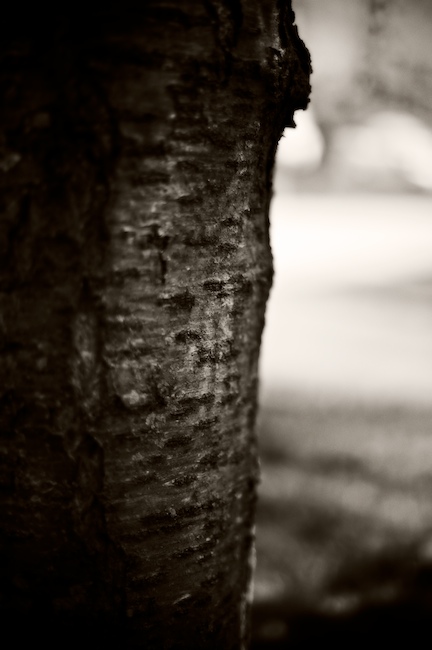 1327 - Weeping Cherry