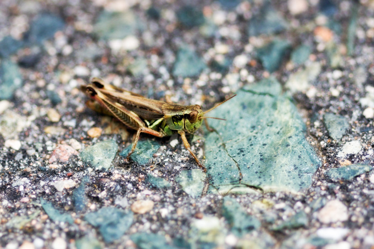 371 - Waiting for Greener Pastures