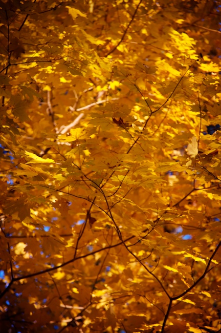 1146 - Within, Without