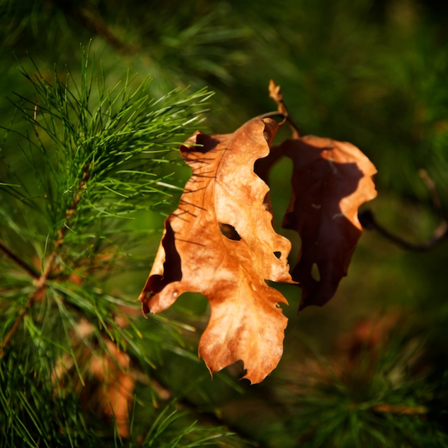 1151 - Withered Wonder