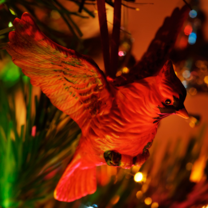 814 - Our Christmas Cardinal