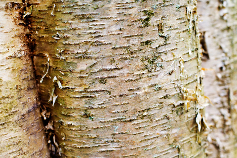 616 - Yellow Birch
