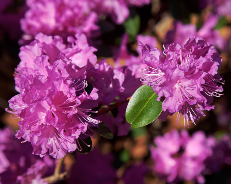 959 - Azalea Attitude